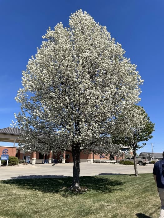 Kansas Forest Service Offers Tree Buyback to Combat Invasive Species