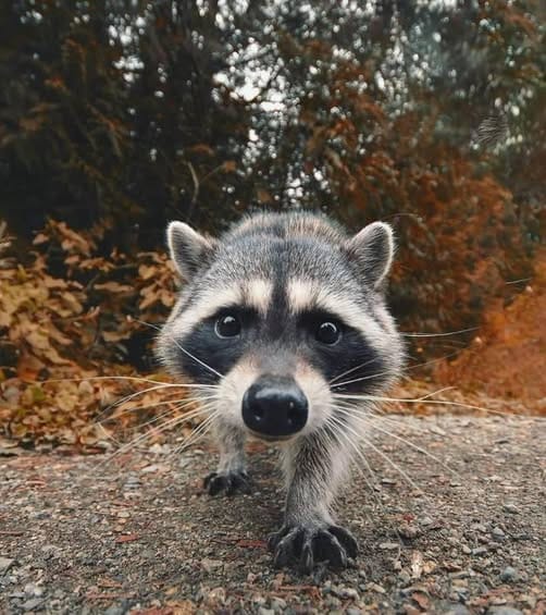 Manhattan warns of uptick in raccoons with distemper; here's what to know