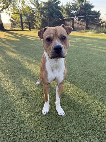 Hutchinson Animal Shelter Offers Comprehensive Programs, Services to Address Pet Overpopulation