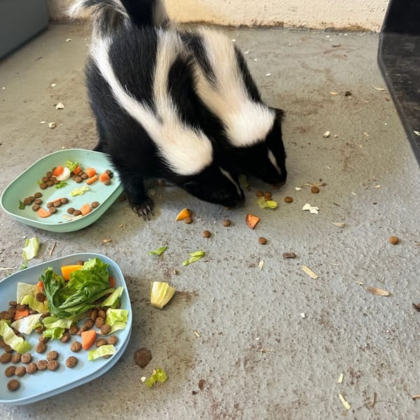 Hutchinson Zoo Welcomes Two Male Skunks, Launches Public Naming Contest