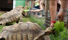 Hutchinson Zoo Launches Fall Day Camps, Expands Educational Programming