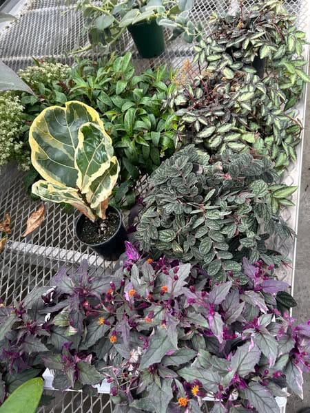 KSU Gardens to Host Tropical Plant Sale Friday