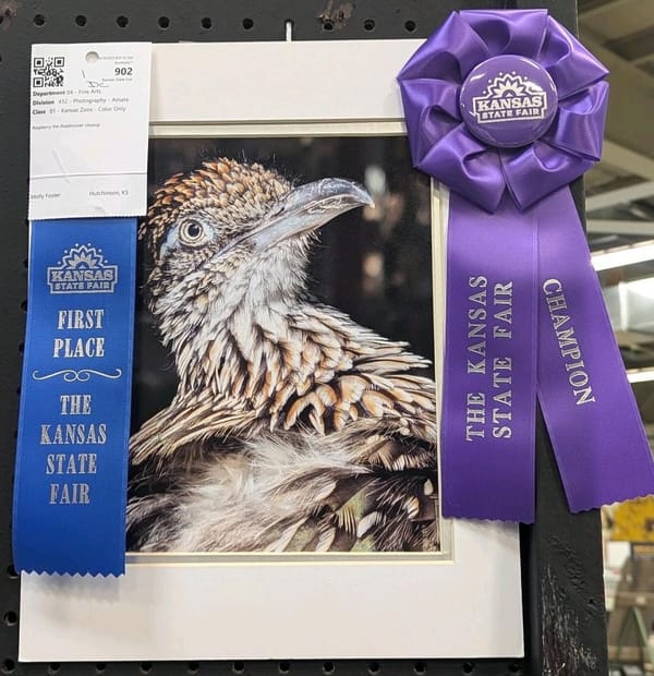 Zoo Keeper's Photography of Roadrunner Wins First Place at Kansas State Fair