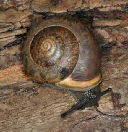 Hidden world of snails in Manhattan